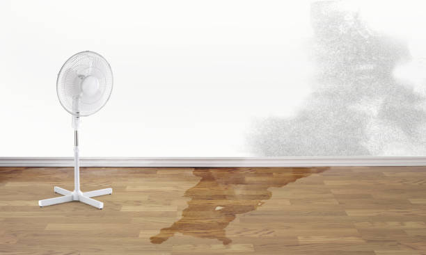 Best Water damage restoration mold remediation  in Pocola, OK